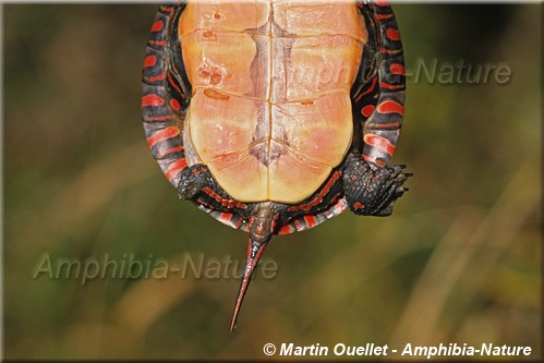 tortue peinte du Centre - amputation traumatique 