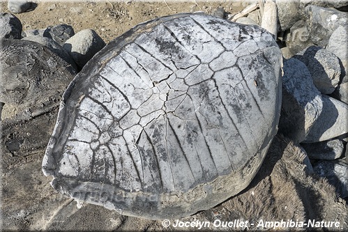 carapace de tortue olivâtre