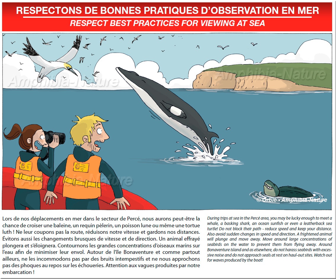 Lors de nos déplacements en mer dans le secteur de Percé, nous aurons peut-être la chance de croiser une baleine, un requin pèlerin, un poisson-lune ou même une tortue luth ! Ne leur coupons pas la route, réduisons notre vitesse et gardons nos distances. Évitons aussi les changements brusques de vitesse et de direction. Un animal effrayé plongera et s'éloignera. Contournons les grandes concentrations d'oiseaux marins sur l'eau afin de minimiser leur envol. Autour de l'île Bonaventure et comme partout ailleurs, ne les incommodons pas par des bruits intempestifs et ne nous approchons pas des phoques au repos sur les échoueries. Attention aux vagues produites par notre embarcation ! During trips at sea in the Percé area, you may be lucky enough to meet a whale, a basking shark, an ocean sunfish or even a leatherback sea turtle! Do not block their path - reduce speed and keep your distance. Also avoid sudden changes in speed and direction. A frightened animal will plunge and move away. Move around large concentrations of seabirds on the water to prevent them from flying away. Around Bonaventure Island and as elsewhere, do not harass seabirds with excessive noise and do not approach seals at rest on haul-out sites. Watch out for waves produced by the boat! 