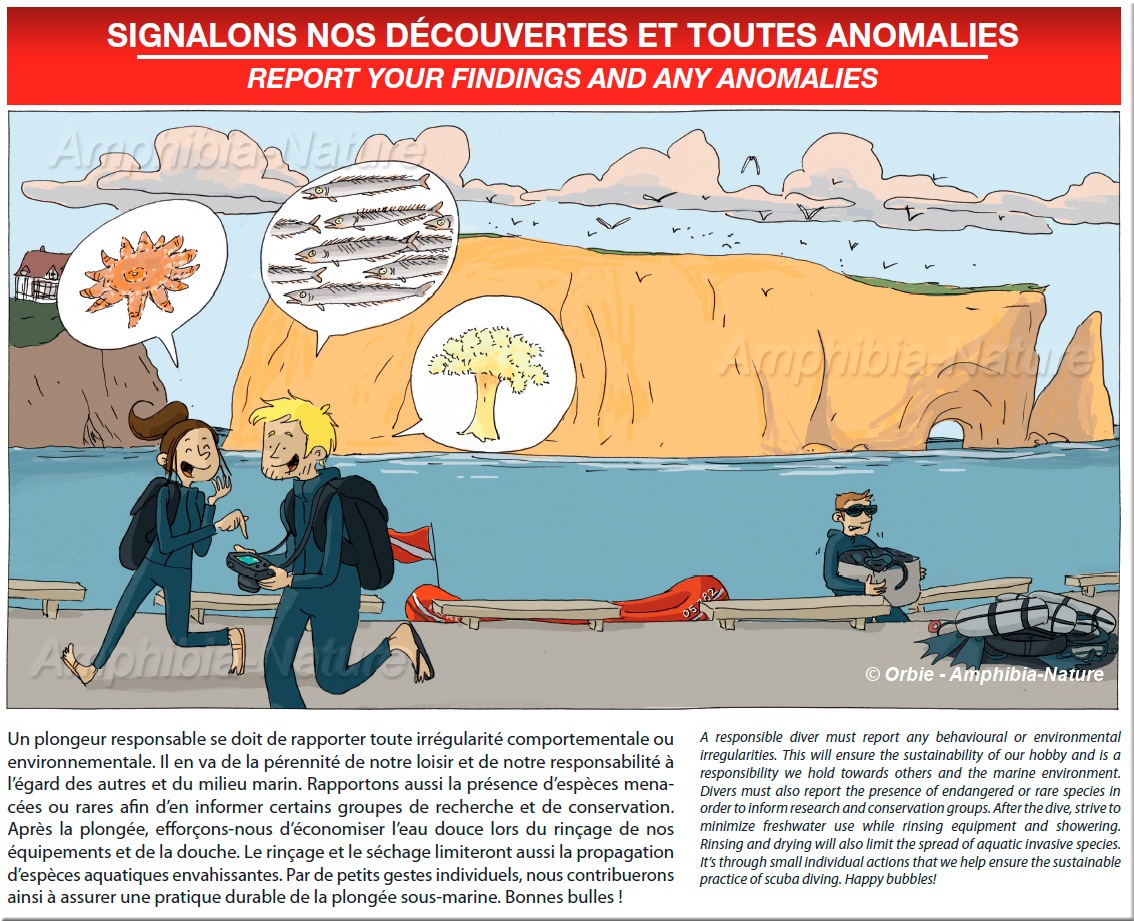 Un plongeur responsable se doit de rapporter toute irrégularité comportementale ou environnementale. Il en va de la pérennité de notre loisir et de notre responsabilité à l'égard des autres et du milieu marin. Rapportons aussi la présence d'espèces menacées ou rares afin d'en informer certains groupes de recherche et de conservation. Après la plongée, efforçons-nous d'économiser l'eau douce lors du rinçage de nos équipements et de la douche. Le rinçage et le séchage limiteront aussi la propagation d'espèces aquatiques envahissantes. Par de petits gestes individuels, nous contribuerons ainsi à assurer une pratique durable de la plongée sous-marine. Bonnes bulles ! A responsible diver must report any behavioural or environmental irregularities. This will ensure the sustainability of our hobby and is a responsibility we hold towards others and the marine environment. Divers must also report the presence of endangered or rare species in order to inform research and conservation groups. After the dive, strive to minimize freshwater use while rinsing equipment and showering. Rinsing and drying will also limit the spread of aquatic invasive species. It's through small individual actions that we help ensure the sustainable practice of scuba diving. Happy bubbles!