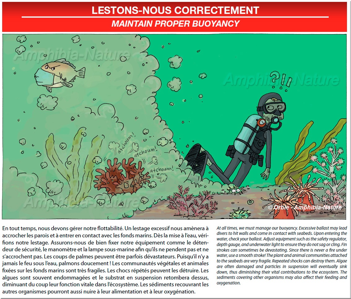 En tout temps, nous devons gérer notre flottabilité. Un lestage excessif nous amènera à accrocher les parois et à entrer en contact avec les fonds marins. Dès la mise à l'eau, vérifions notre lestage. Assurons-nous de bien fixer notre équipement comme le détendeur de sécurité, le manomètre et la lampe sous-marine afin qu'ils ne pendent pas et ne s'accrochent pas. Les coups de palmes peuvent être parfois dévastateurs. Puisqu'il n'y a jamais le feu sous l'eau, palmons doucement ! Les communautés végétales et animales fixées sur les fonds marins sont très fragiles. Les chocs répétés peuvent les détruire. Les algues sont souvent endommagées et le substrat en suspension retombera dessus, diminuant du coup leur fonction vitale dans l'écosystème. Les sédiments recouvrant les autres organismes pourront aussi nuire à leur alimentation et à leur oxygénation. At all times, we must manage our buoyancy. Excessive ballast may lead divers to hit walls and come in contact with seabeds. Upon entering the water, check your ballast. Adjust equipment such as the safety regulator, depth gauge, and underwater light to ensure they do not sag or cling. Fin strokes can sometimes be devastating. Since there is never a fire under water, use a smooth stroke! The plant and animal communities attached to the seabeds are very fragile. Repeated shocks can destroy them. Algae are often damaged and particles in suspension will eventually sink down, thus diminishing their vital contributions to the ecosystem. The sediments covering other organisms may also affect their feeding and oxygenation.