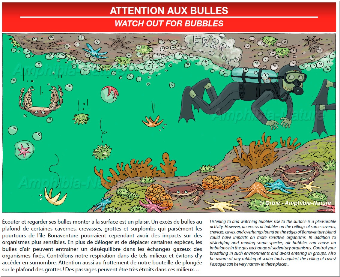 Écouter et regarder ses bulles monter à la surface est un plaisir. Un excès de bulles au plafond de certaines cavernes, crevasses, grottes et surplombs qui parsèment les pourtours de l'île Bonaventure pourraient cependant avoir des impacts sur des organismes plus sensibles. En plus de déloger et de déplacer certaines espèces, les bulles d'air peuvent entraîner un déséquilibre dans les échanges gazeux des organismes fixés. Contrôlons notre respiration dans de tels milieux et évitons d'y accéder en surnombre. Attention aussi au frottement de notre bouteille de plongée sur le plafond des grottes ! Des passages peuvent être très étroits dans ces milieux... Listening to and watching bubbles rise to the surface is a pleasurable activity. However, an excess of bubbles on the ceilings of some caverns, crevices, caves, and overhangs found on the edges of Bonaventure Island could have impacts on more sensitive organisms. In addition to dislodging and moving some species, air bubbles can cause an imbalance in the gas exchange of sedentary organisms. Control your breathing in such environments and avoid entering in groups. Also be aware of any rubbing of scuba tanks against the ceiling of caves! Passages can be very narrow in these places...