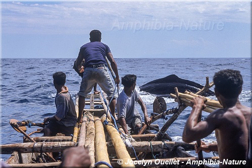 chasse à la baleine - cachalot en vue