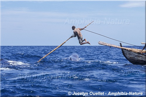 chasse à la baleine - saut du harponneur