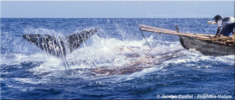 chasse à la baleine - cachalot harponnée