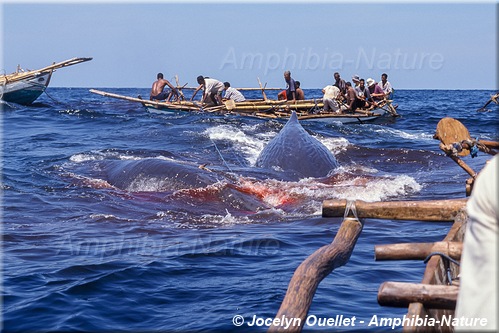 chasse à la baleine - première capture