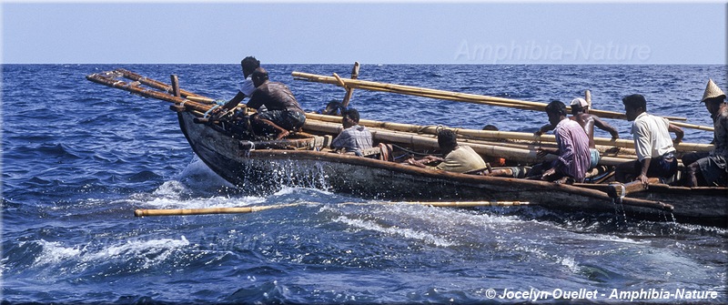 chasse à la baleine - paledang