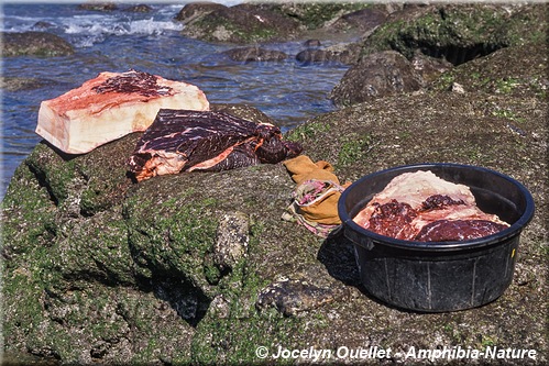 viande et lard de cachalot