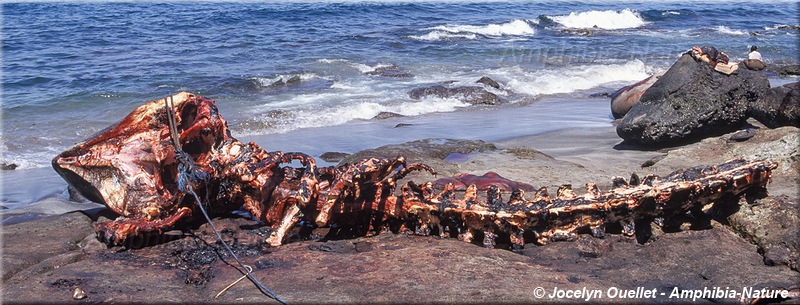 carcasse complètement dépecée