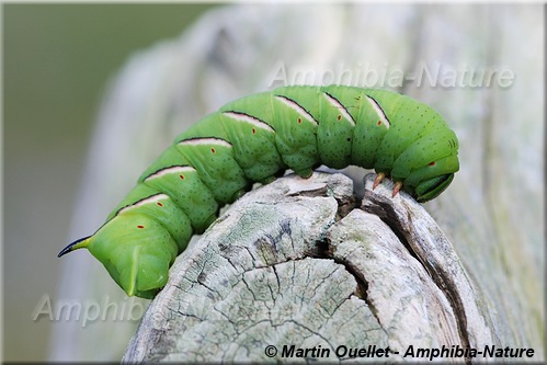 chenille sur arbre