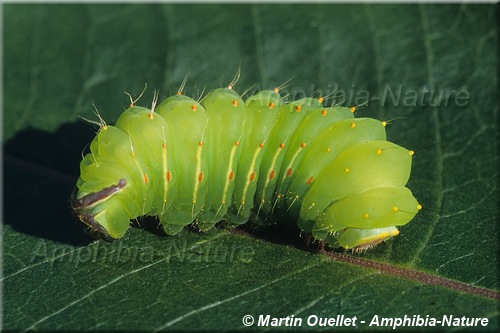 chenille sur feuille