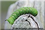 Famille Sphingidae