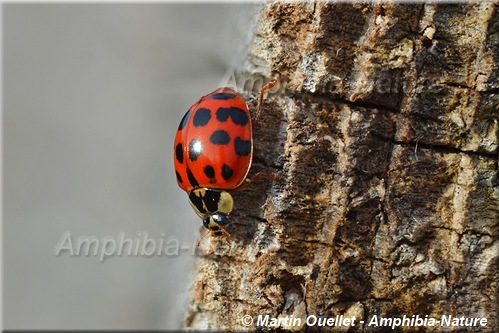 coccinelle asiatique