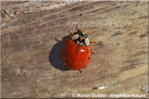 coccinelle asiatique