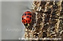 coccinelle asiatique