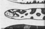 Les couleuvres du Québec - article de 1937