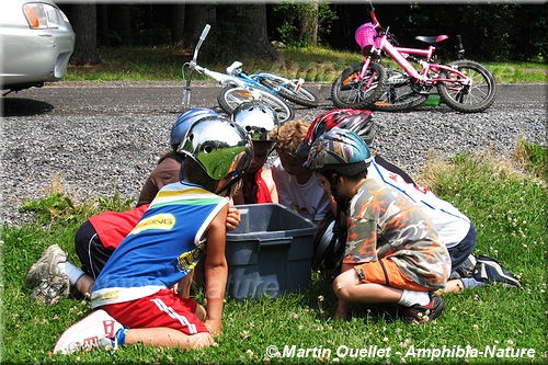 Des enfants examinant des grenouilles dans un bassins