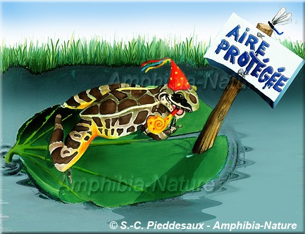 dessin d'une grenouille sur un nénuphar - aire protegée