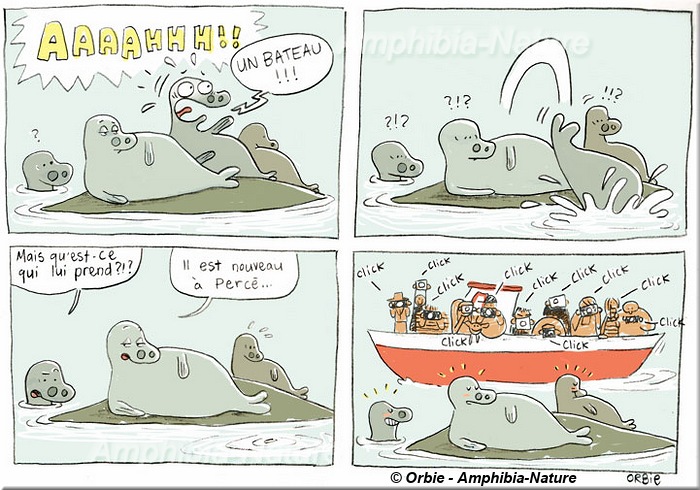 dessin humoristique de phoques à Percé
