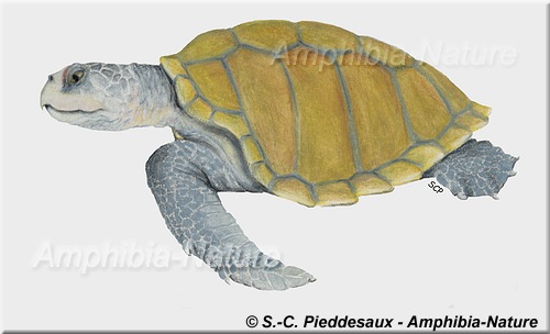 dessin tortue de Kemp