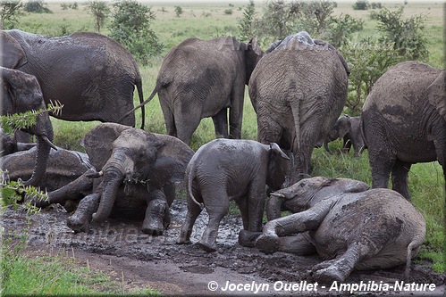 éléphants prenant un bain de boue