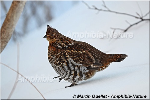 gélinotte huppée - bonasa umbellus