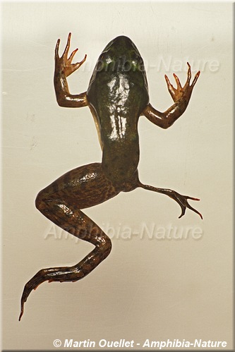 grenouille verte - ectromélie, ectrodactylie