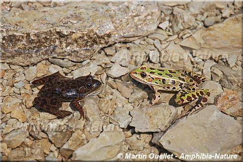 grenouille du Nord et grenouille léopard du Nord au pied de la chute Vauréal