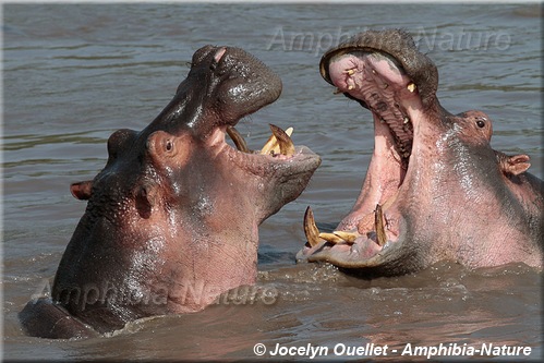 hippopotames dans le Serengeti