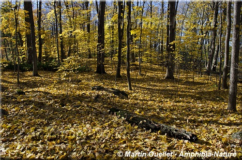 forêt de feuillus