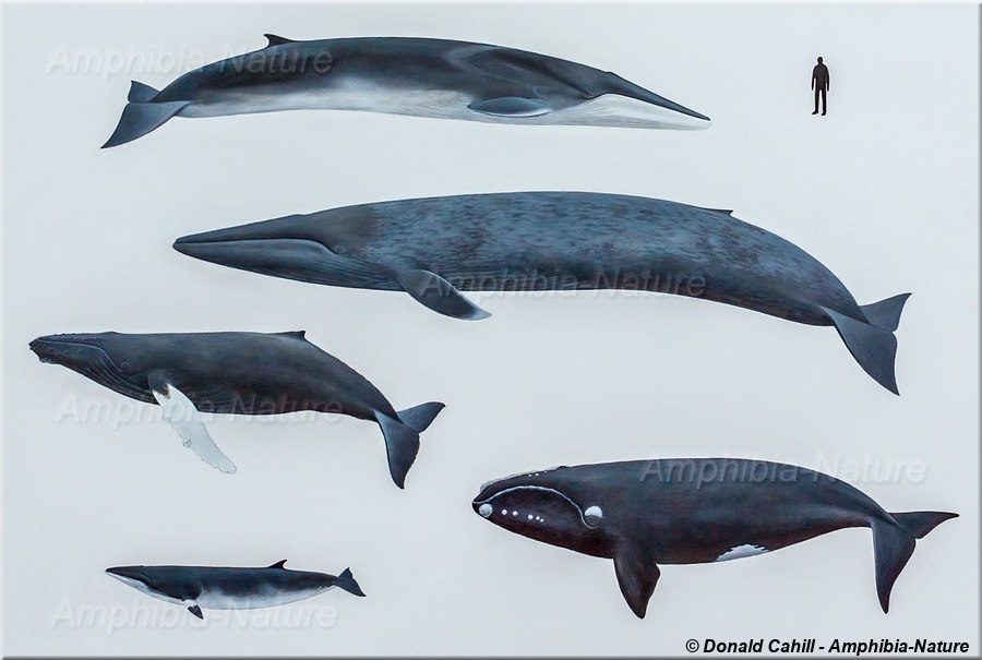 Illustration de la grosseur relative de mammifères marins