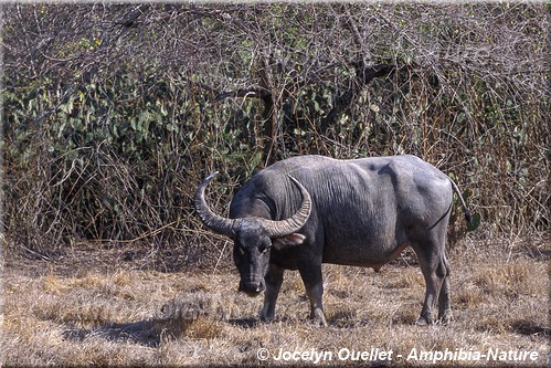 buffle des marais ou buffle d'Asie