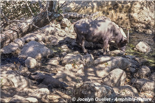 varan de Komodo et un buffle des marais