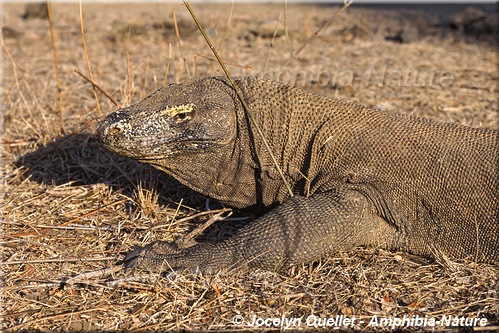 varan de Komodo