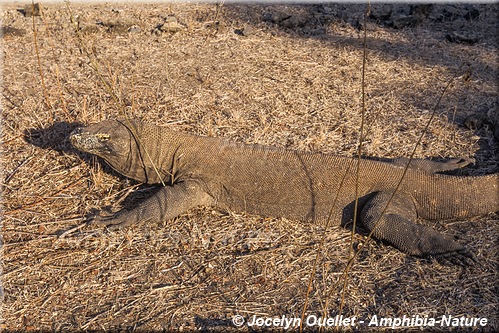 varan de Komodo