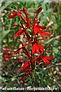 lobélie cardinale (Lobelia cardinalis]