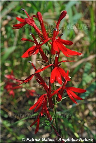 lobélie cardinale (Lobelia cardinalis]