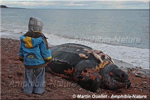 carcasse de tortue luth