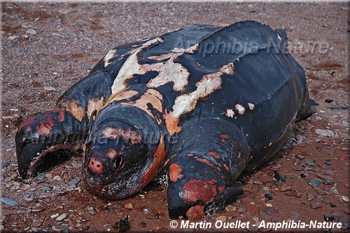 carcasse de tortue luth