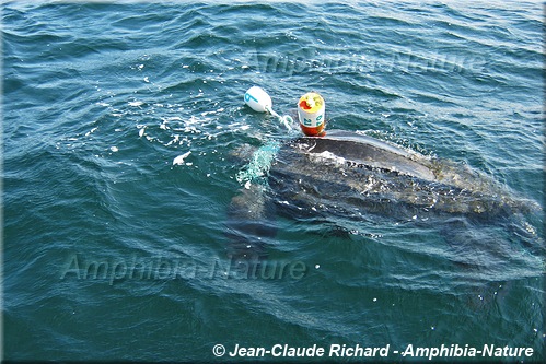 tortue luth prise dans un cordage