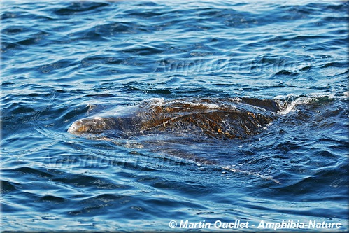 détail d'une tortue luth