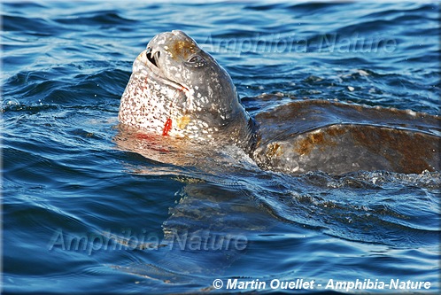 détail d'une tortue luth