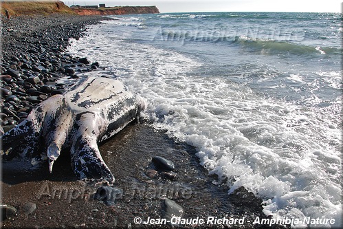 tortue luth échouée sur une plage