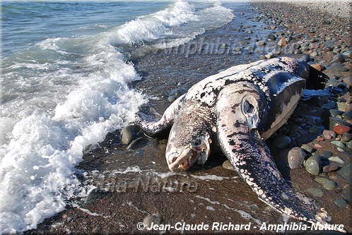 tortue luth échouée sur une plage