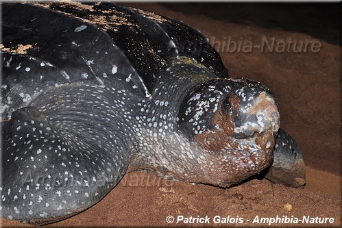 tortue luth sur la plage