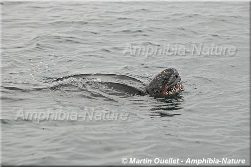 tortue luth mangeant une méduse