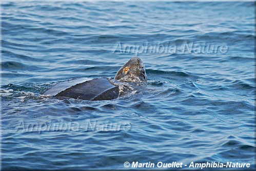 tortue luth à Percé