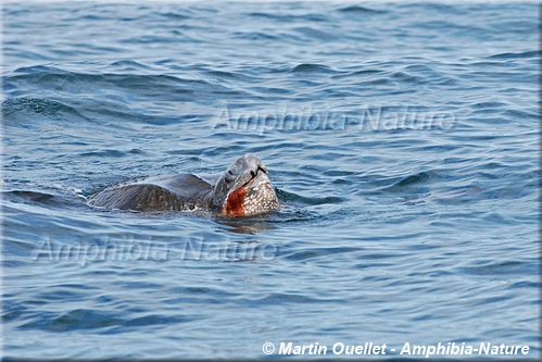 tortue luth à Percé