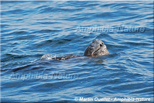 tortue luth à Percé