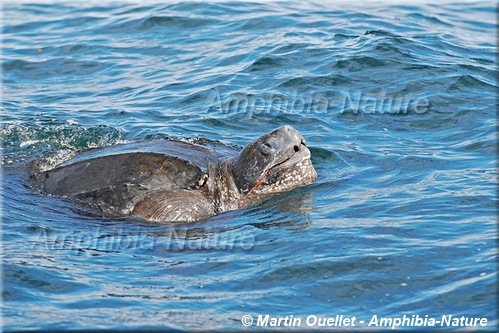 tortue luth à Percé